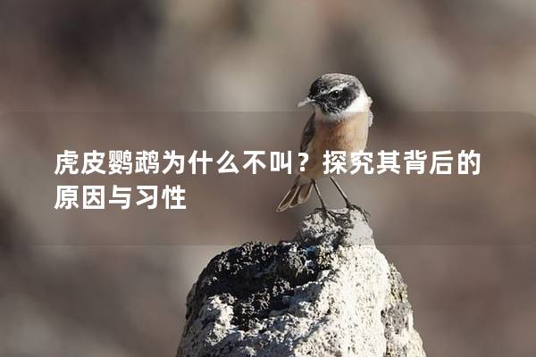 虎皮鹦鹉为什么不叫？探究其背后的原因与习性