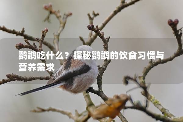 鹦鹉吃什么？探秘鹦鹉的饮食习惯与营养需求