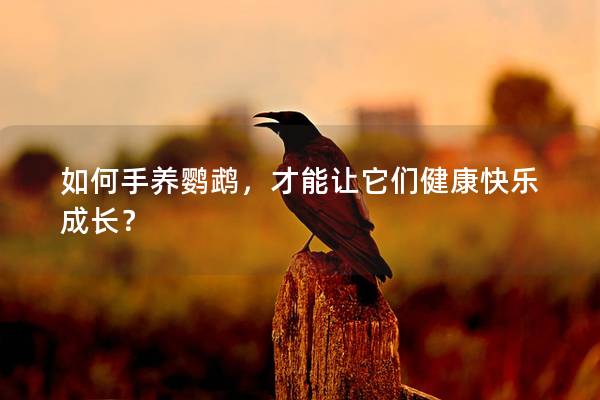 如何手养鹦鹉，才能让它们健康快乐成长？