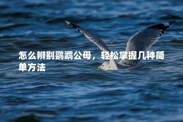 怎么辨别鹦鹉公母，轻松掌握几种简单方法