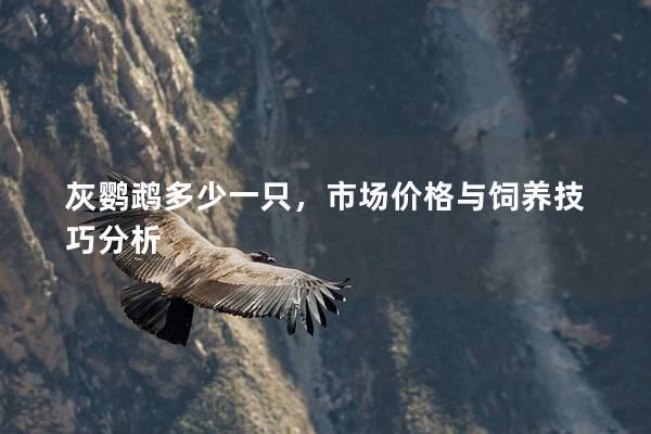 灰鹦鹉多少一只，市场价格与饲养技巧分析