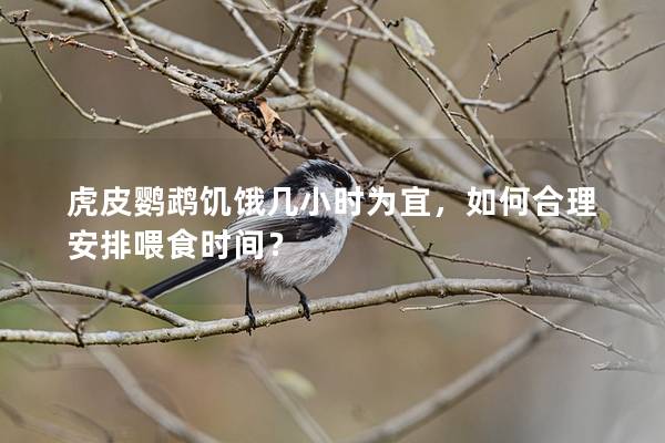 虎皮鹦鹉饥饿几小时为宜，如何合理安排喂食时间？