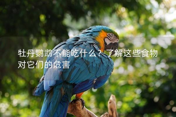 牡丹鹦鹉不能吃什么？了解这些食物对它们的危害