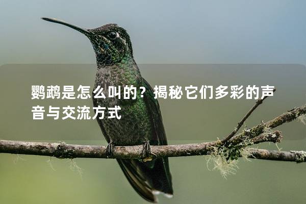 鹦鹉是怎么叫的？揭秘它们多彩的声音与交流方式
