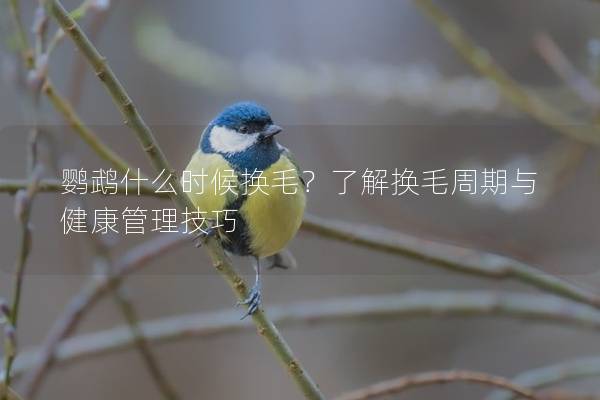 鹦鹉什么时候换毛？了解换毛周期与健康管理技巧