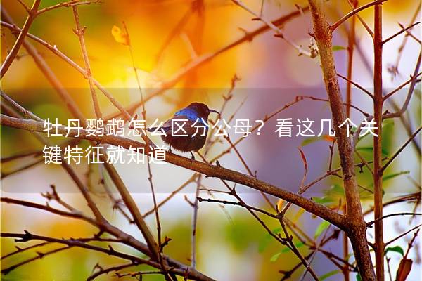 牡丹鹦鹉怎么区分公母？看这几个关键特征就知道