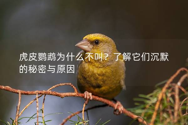 虎皮鹦鹉为什么不叫？了解它们沉默的秘密与原因