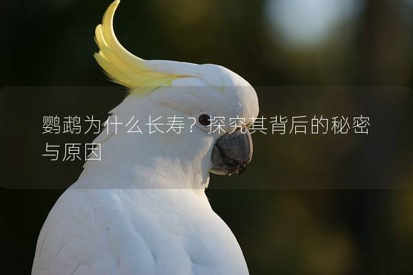 鹦鹉为什么长寿？探究其背后的秘密与原因