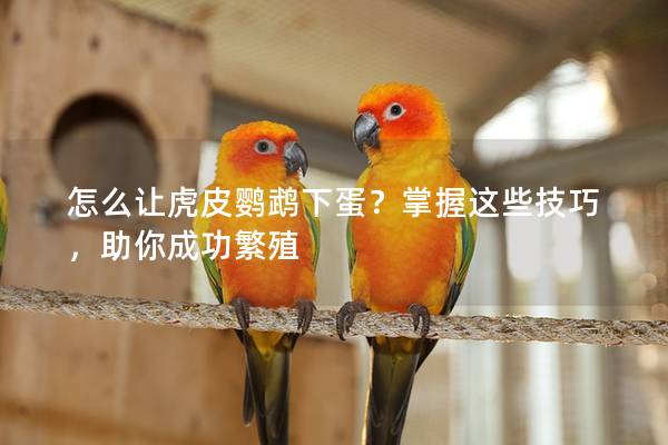 怎么让虎皮鹦鹉下蛋？掌握这些技巧，助你成功繁殖