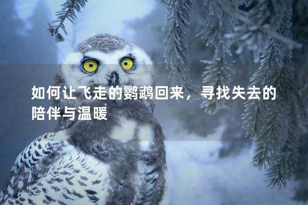 如何让飞走的鹦鹉回来，寻找失去的陪伴与温暖