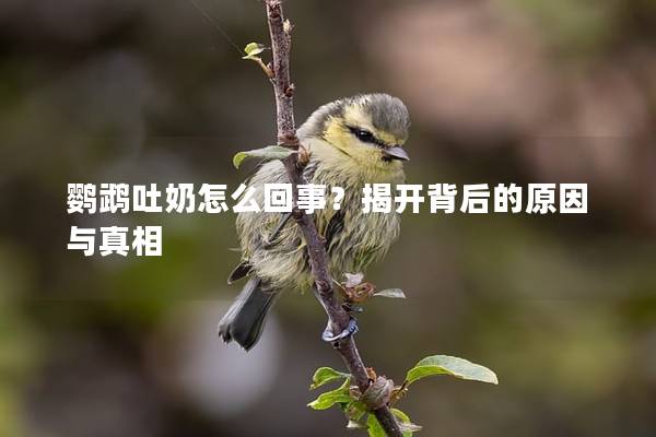 鹦鹉吐奶怎么回事？揭开背后的原因与真相