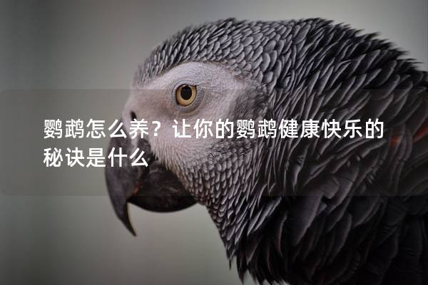 鹦鹉怎么养？让你的鹦鹉健康快乐的秘诀是什么