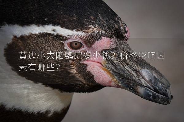 黄边小太阳鹦鹉多少钱？价格影响因素有哪些？