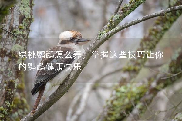 绿桃鹦鹉怎么养，掌握这些技巧让你的鹦鹉健康快乐