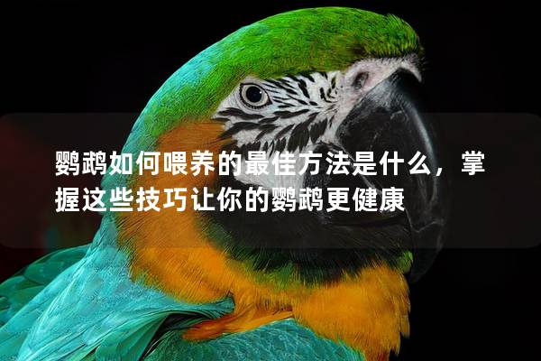 鹦鹉如何喂养的最佳方法是什么，掌握这些技巧让你的鹦鹉更健康
