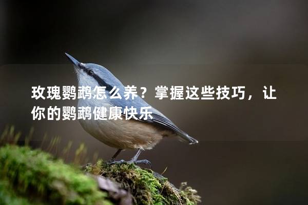 玫瑰鹦鹉怎么养？掌握这些技巧，让你的鹦鹉健康快乐