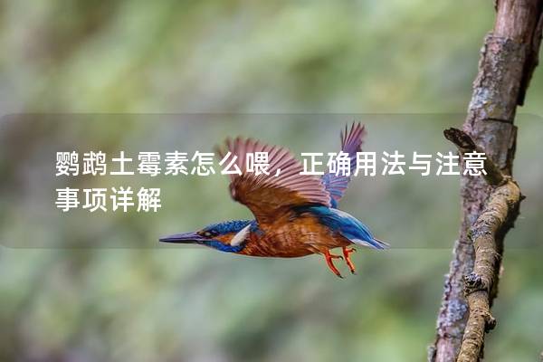 鹦鹉土霉素怎么喂，正确用法与注意事项详解