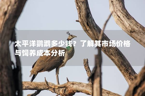 太平洋鹦鹉多少钱？了解其市场价格与饲养成本分析