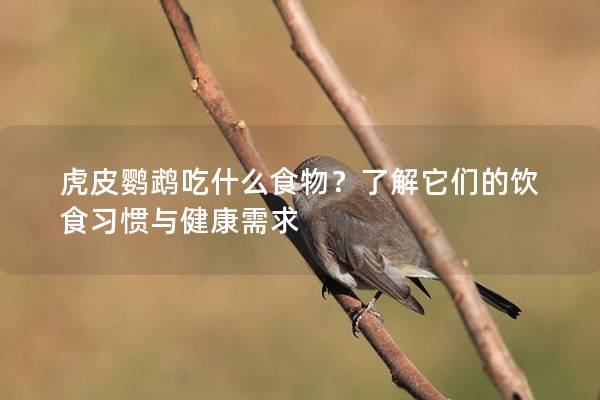 虎皮鹦鹉吃什么食物？了解它们的饮食习惯与健康需求