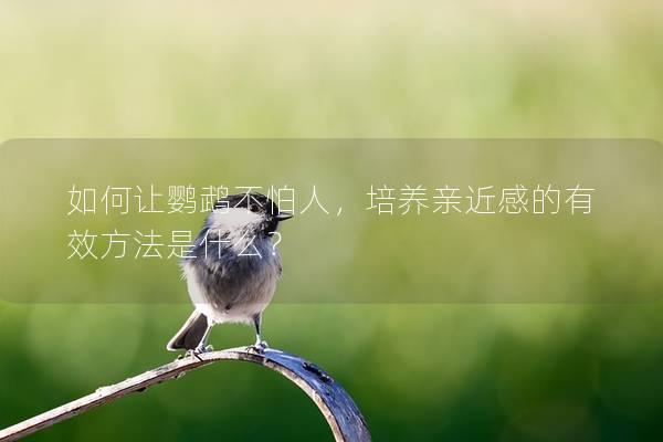 如何让鹦鹉不怕人，培养亲近感的有效方法是什么？
