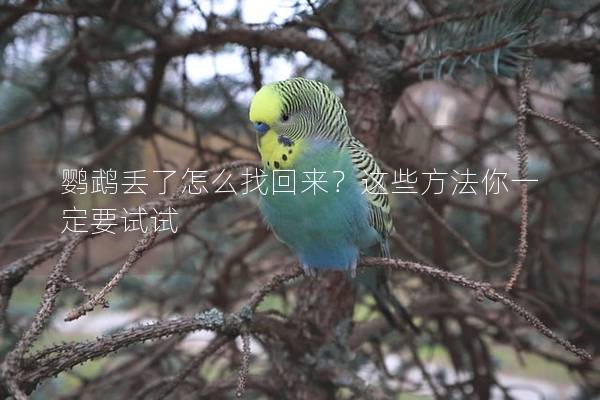 鹦鹉丢了怎么找回来？这些方法你一定要试试
