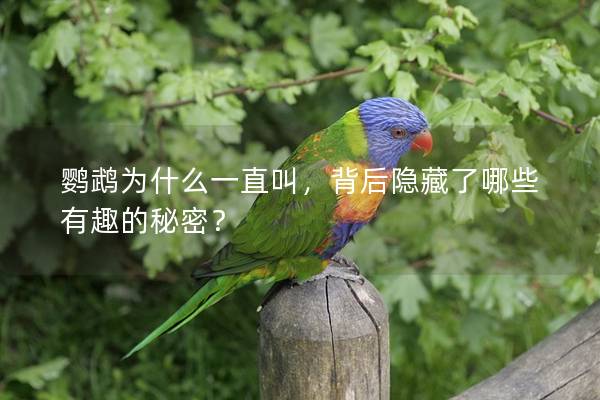 鹦鹉为什么一直叫，背后隐藏了哪些有趣的秘密？