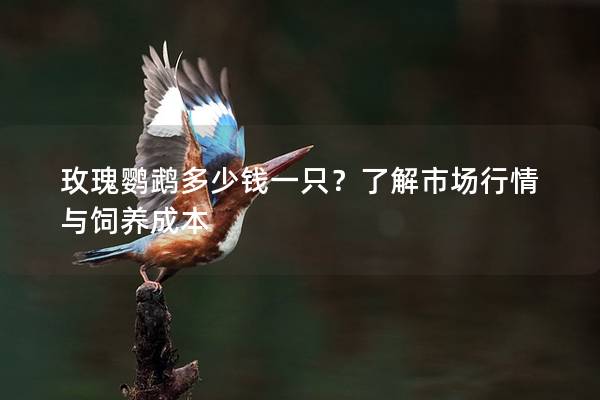 玫瑰鹦鹉多少钱一只？了解市场行情与饲养成本