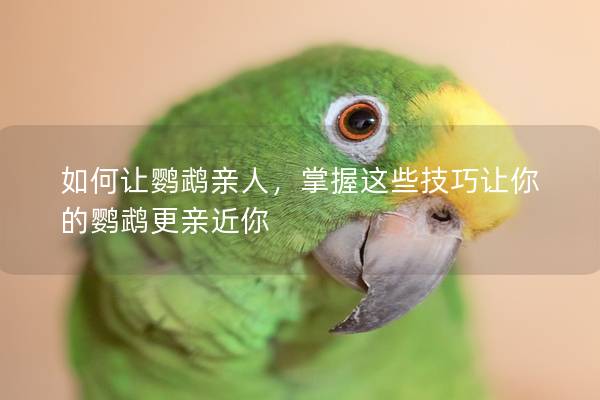 如何让鹦鹉亲人，掌握这些技巧让你的鹦鹉更亲近你