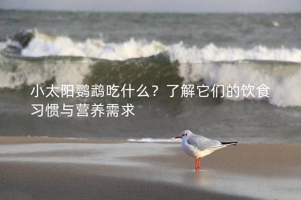 小太阳鹦鹉吃什么？了解它们的饮食习惯与营养需求