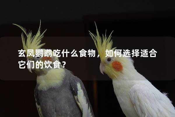 玄凤鹦鹉吃什么食物，如何选择适合它们的饮食？
