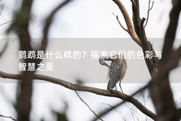 鹦鹉是什么样的？探索它们的色彩与智慧之美