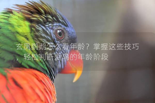 玄凤鹦鹉怎么看年龄？掌握这些技巧，轻松判断爱鸟的年龄阶段