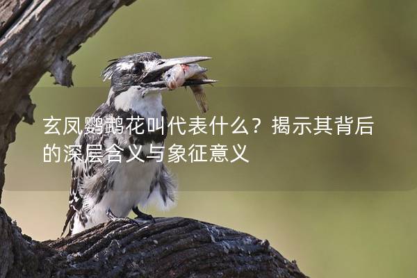 玄凤鹦鹉花叫代表什么？揭示其背后的深层含义与象征意义