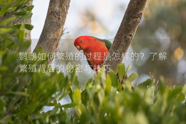 鹦鹉如何繁殖的过程是怎样的？了解繁殖背后的秘密与技巧