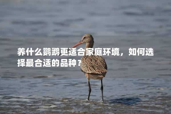 养什么鹦鹉更适合家庭环境，如何选择最合适的品种？