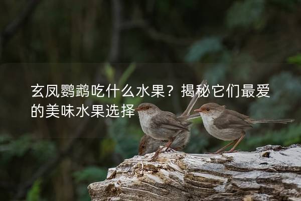 玄凤鹦鹉吃什么水果？揭秘它们最爱的美味水果选择