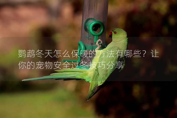 鹦鹉冬天怎么保暖的方法有哪些？让你的宠物安全过冬技巧分享