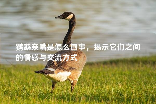 鹦鹉亲嘴是怎么回事，揭示它们之间的情感与交流方式