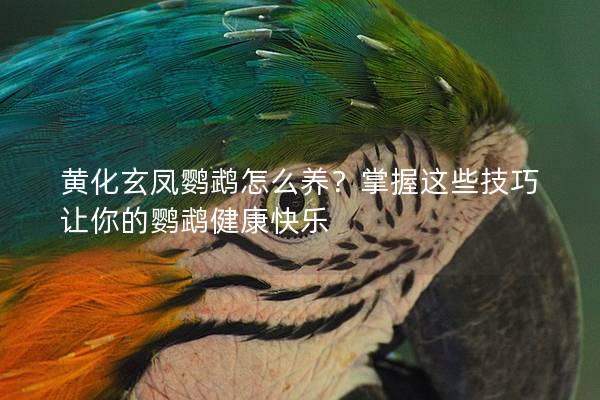 黄化玄凤鹦鹉怎么养？掌握这些技巧让你的鹦鹉健康快乐