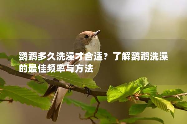 鹦鹉多久洗澡才合适？了解鹦鹉洗澡的最佳频率与方法
