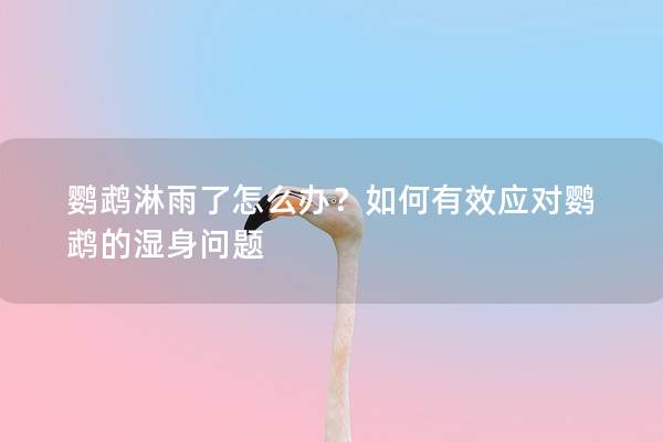 鹦鹉淋雨了怎么办？如何有效应对鹦鹉的湿身问题