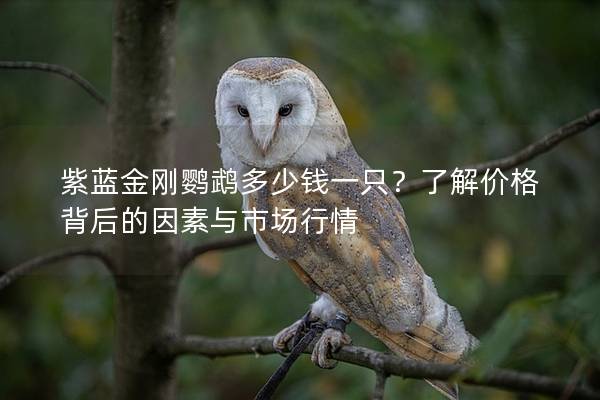 紫蓝金刚鹦鹉多少钱一只？了解价格背后的因素与市场行情