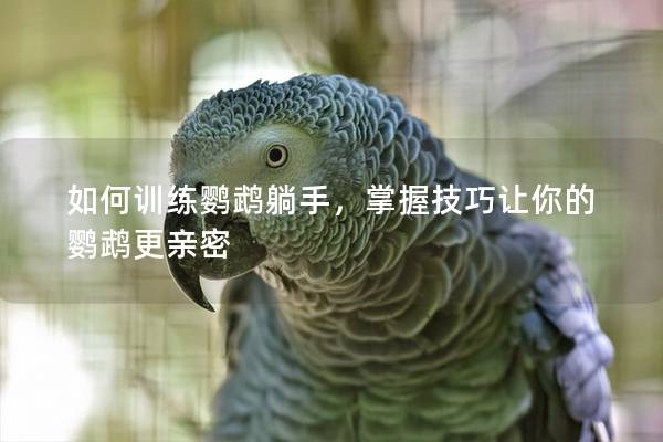 如何训练鹦鹉躺手，掌握技巧让你的鹦鹉更亲密