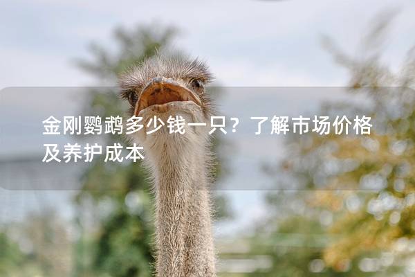 金刚鹦鹉多少钱一只？了解市场价格及养护成本