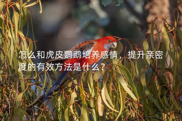 怎么和虎皮鹦鹉培养感情，提升亲密度的有效方法是什么？