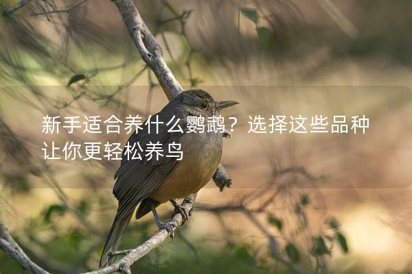 新手适合养什么鹦鹉？选择这些品种让你更轻松养鸟