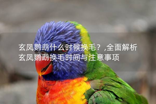 玄凤鹦鹉什么时候换毛？,全面解析玄凤鹦鹉换毛时间与注意事项