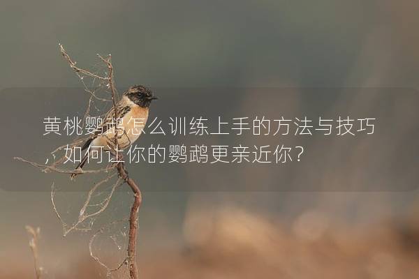 黄桃鹦鹉怎么训练上手的方法与技巧，如何让你的鹦鹉更亲近你？