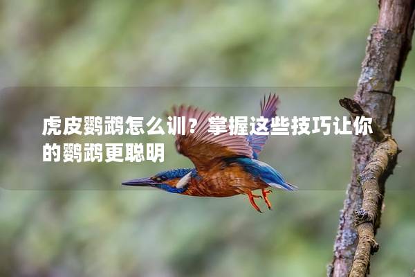 虎皮鹦鹉怎么训？掌握这些技巧让你的鹦鹉更聪明