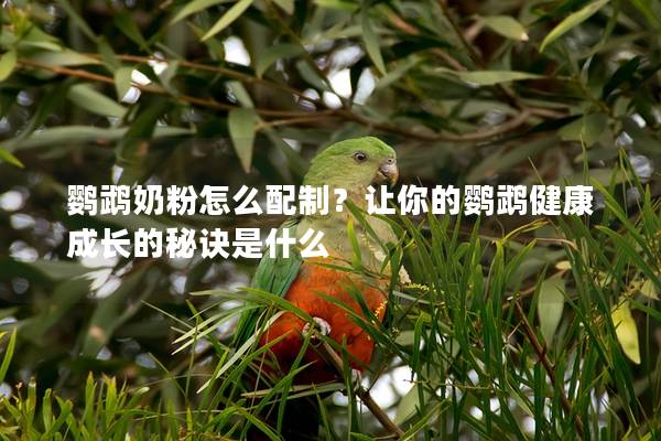 鹦鹉奶粉怎么配制？让你的鹦鹉健康成长的秘诀是什么